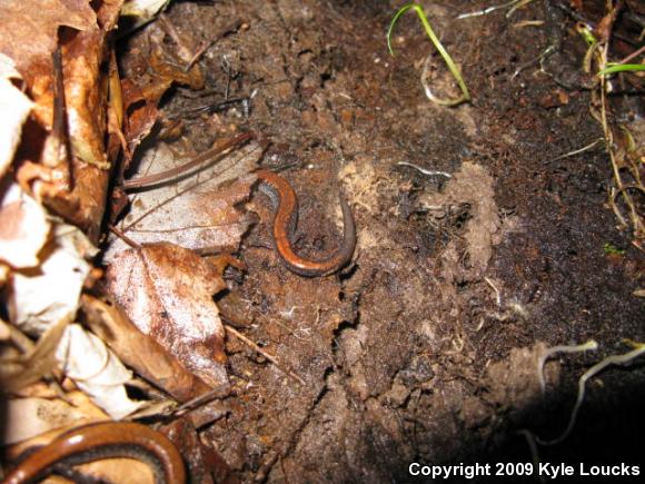 Eastern Red-backed Salamander (Plethodon cinereus)