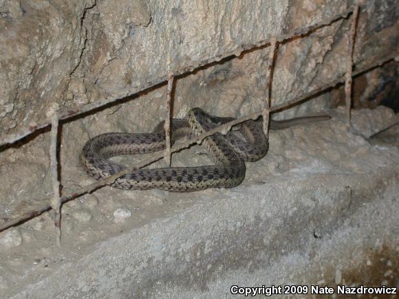 Eastern Gartersnake (Thamnophis sirtalis sirtalis)