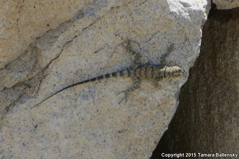 Banded Rock Lizard (Petrosaurus mearnsi)