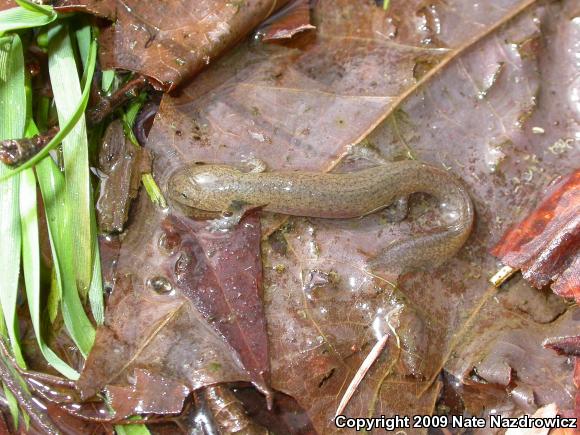 Northern Red Salamander (Pseudotriton ruber ruber)