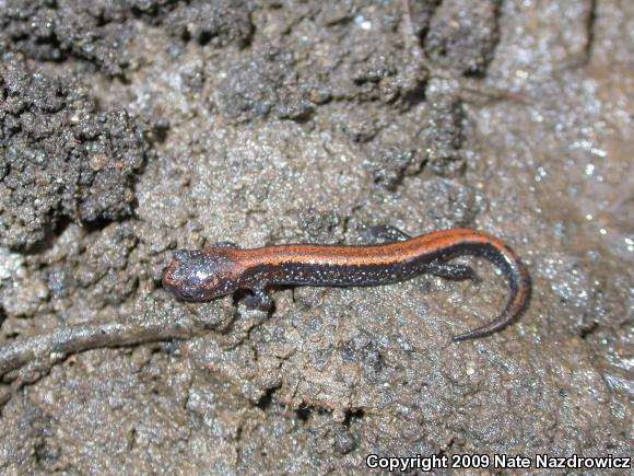 Eastern Red-backed Salamander (Plethodon cinereus)