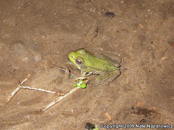 Northern Green Frog (Lithobates clamitans melanota)