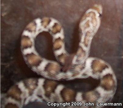 Baja California Lyresnake (Trimorphodon biscutatus lyrophanes)