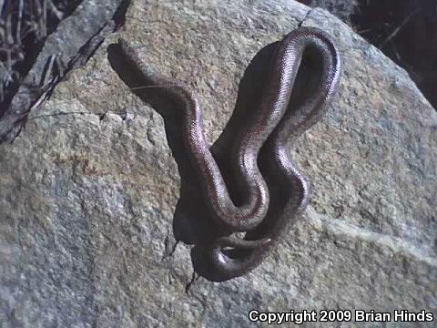 Coastal Rosy Boa (Lichanura trivirgata roseofusca)