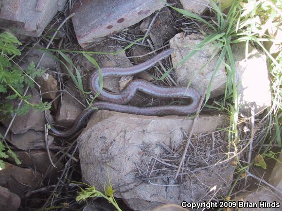 Coastal Rosy Boa (Lichanura trivirgata roseofusca)