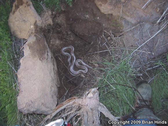 Coastal Rosy Boa (Lichanura trivirgata roseofusca)