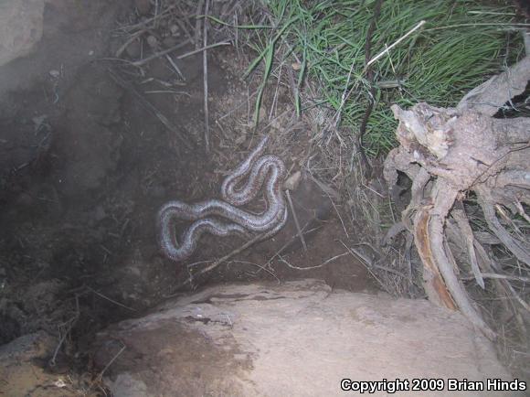 Coastal Rosy Boa (Lichanura trivirgata roseofusca)