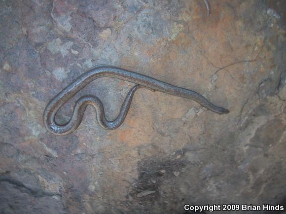 Coastal Rosy Boa (Lichanura trivirgata roseofusca)