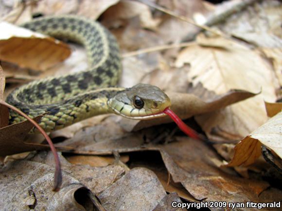 Eastern Gartersnake (Thamnophis sirtalis sirtalis)