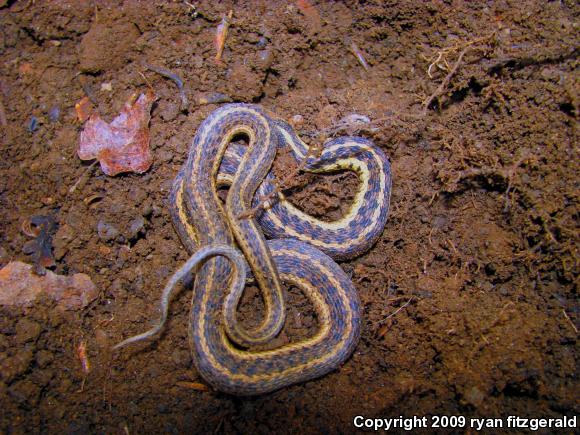 Eastern Gartersnake (Thamnophis sirtalis sirtalis)