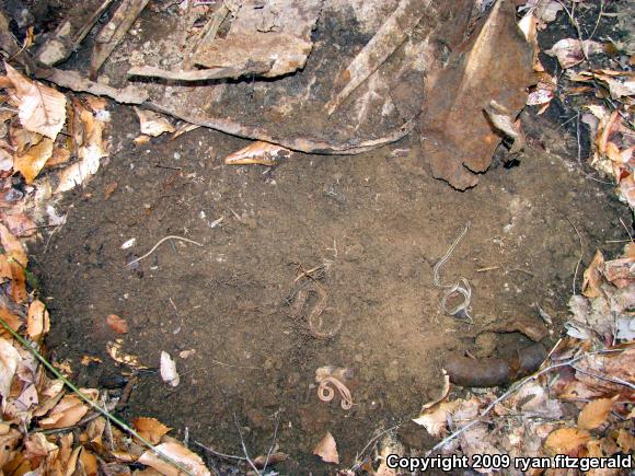 Eastern Gartersnake (Thamnophis sirtalis sirtalis)