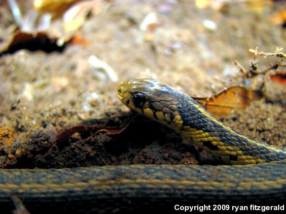 Eastern Gartersnake (Thamnophis sirtalis sirtalis)