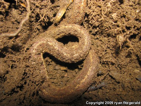 Northern Brownsnake (Storeria dekayi dekayi)