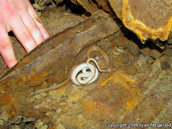 Northern Brownsnake (Storeria dekayi dekayi)