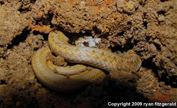 Northern Brownsnake (Storeria dekayi dekayi)