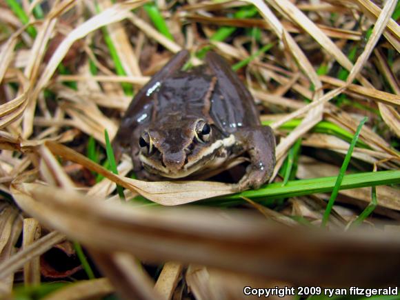 Wood Frog (Lithobates sylvaticus)