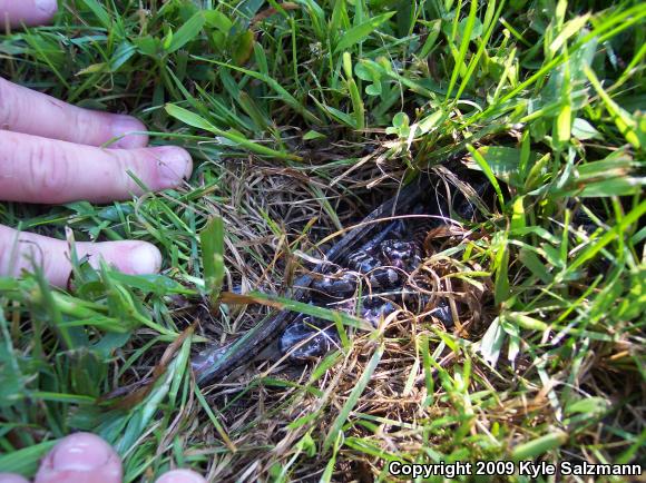 Northern Watersnake (Nerodia sipedon sipedon)