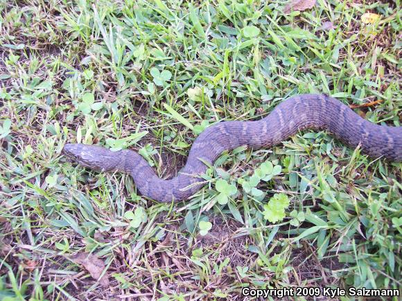 Northern Watersnake (Nerodia sipedon sipedon)