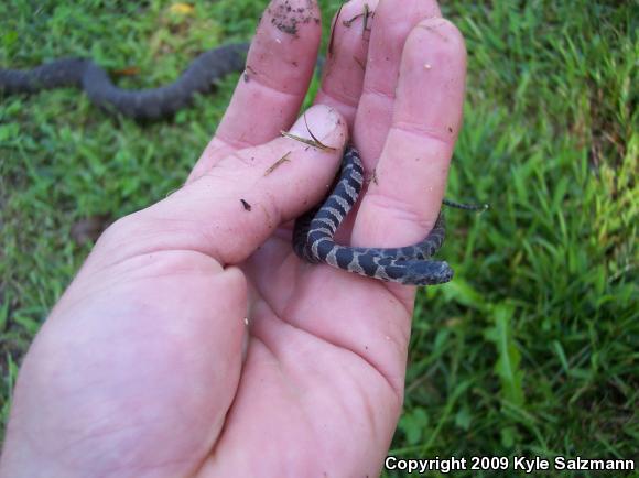 Northern Watersnake (Nerodia sipedon sipedon)