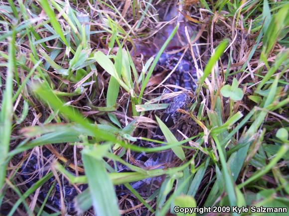 Northern Watersnake (Nerodia sipedon sipedon)