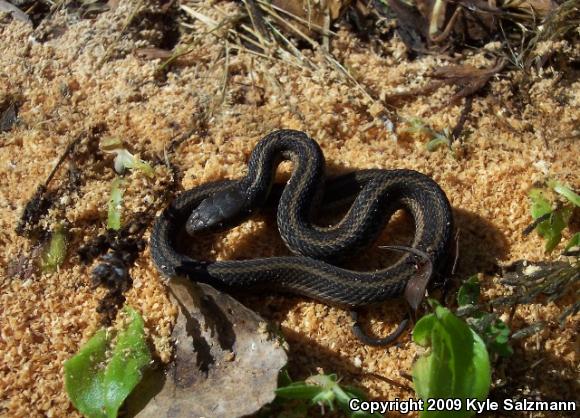 Eastern Gartersnake (Thamnophis sirtalis sirtalis)