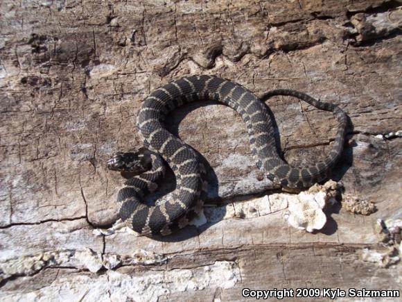 Northern Watersnake (Nerodia sipedon sipedon)