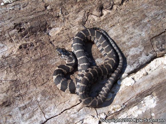 Northern Watersnake (Nerodia sipedon sipedon)