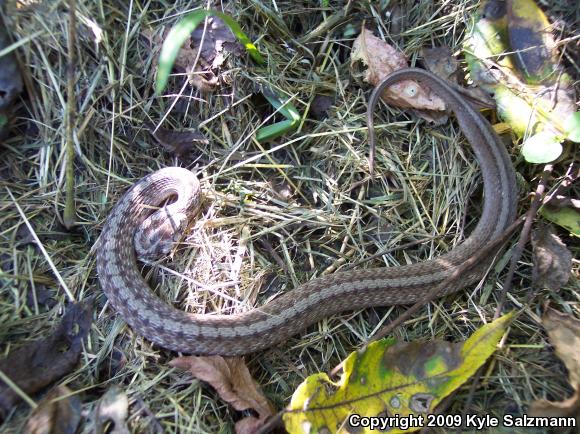 Midland Brownsnake (Storeria dekayi wrightorum)