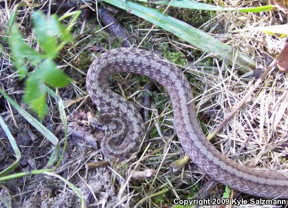 Midland Brownsnake (Storeria dekayi wrightorum)