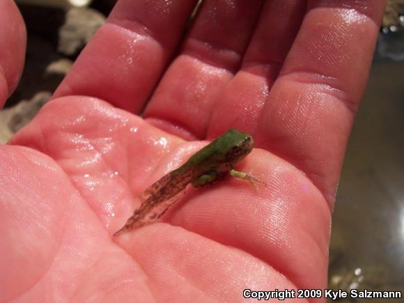 Gray Treefrog (Hyla versicolor)