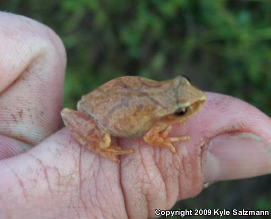 Northern Spring Peeper (Pseudacris crucifer crucifer)