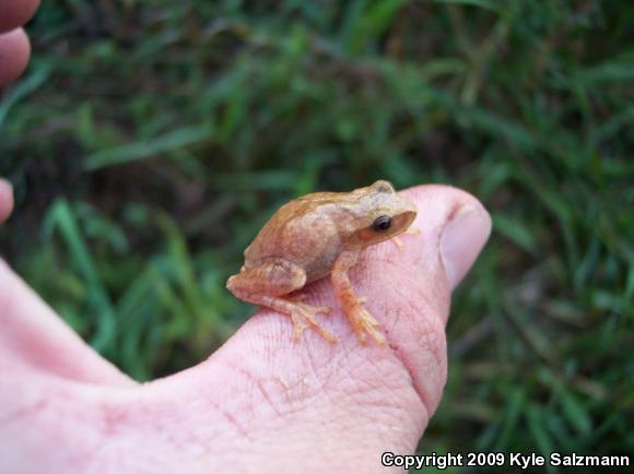 Northern Spring Peeper (Pseudacris crucifer crucifer)