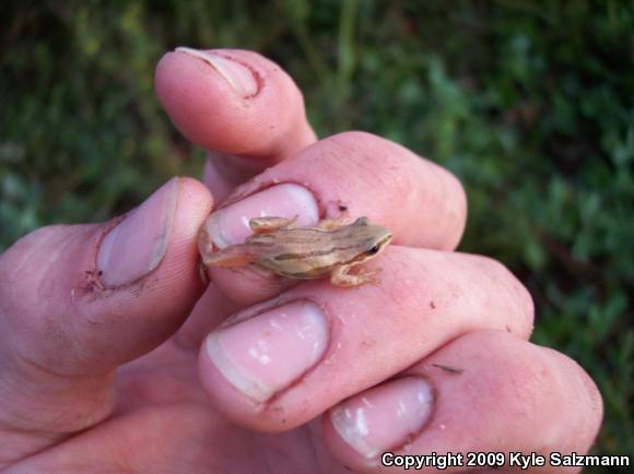 Western Chorus Frog (Pseudacris triseriata)