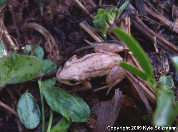 Western Chorus Frog (Pseudacris triseriata)