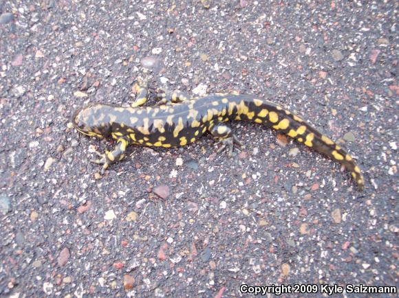 Eastern Tiger Salamander (Ambystoma tigrinum)