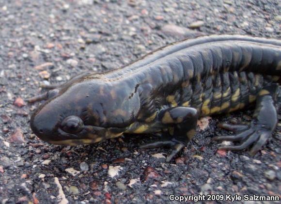 Eastern Tiger Salamander (Ambystoma tigrinum)