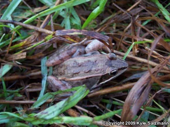 Northern Leopard Frog (Lithobates pipiens)