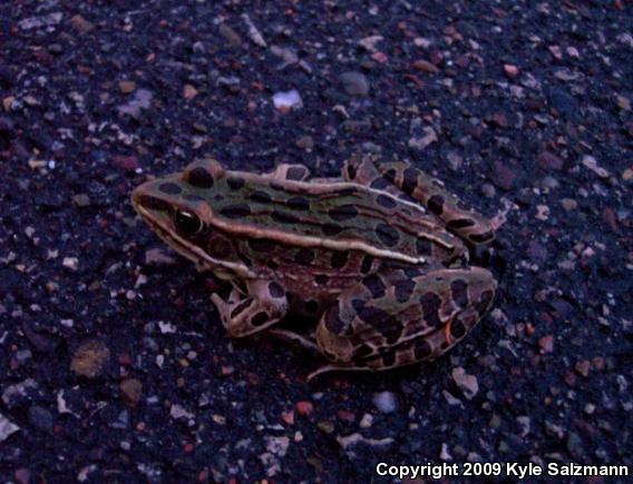 Northern Leopard Frog (Lithobates pipiens)