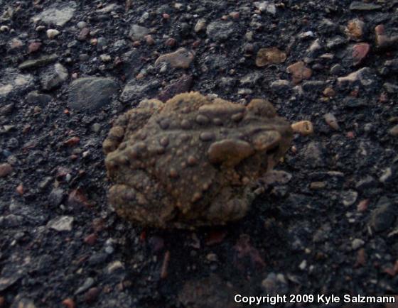 Eastern American Toad (Anaxyrus americanus americanus)