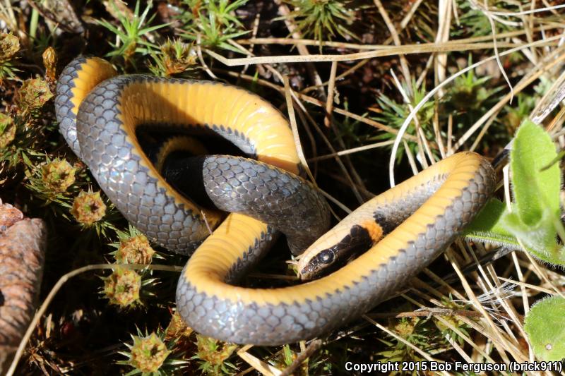 Northern Ring-necked Snake (Diadophis punctatus edwardsii)