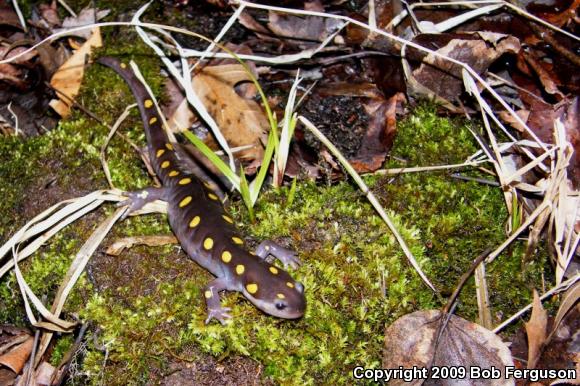 Spotted Salamander (Ambystoma maculatum)