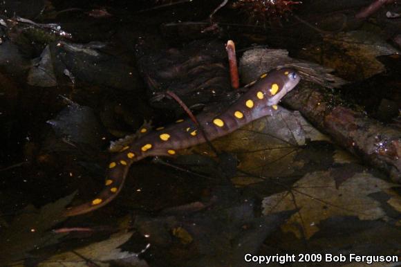 Spotted Salamander (Ambystoma maculatum)