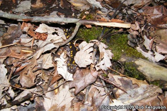 Spotted Salamander (Ambystoma maculatum)