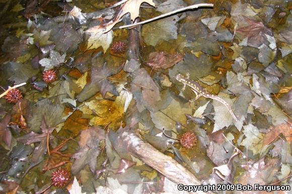 Spotted Salamander (Ambystoma maculatum)