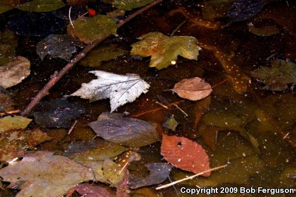 Spotted Salamander (Ambystoma maculatum)