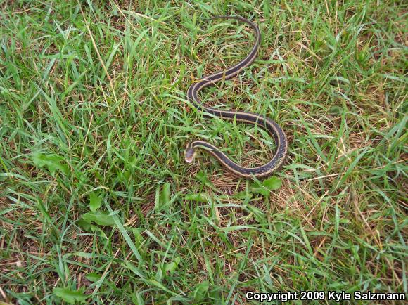 Eastern Gartersnake (Thamnophis sirtalis sirtalis)