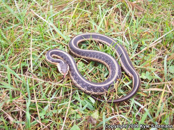 Eastern Gartersnake (Thamnophis sirtalis sirtalis)