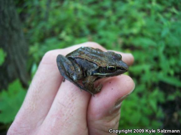 Wood Frog (Lithobates sylvaticus)