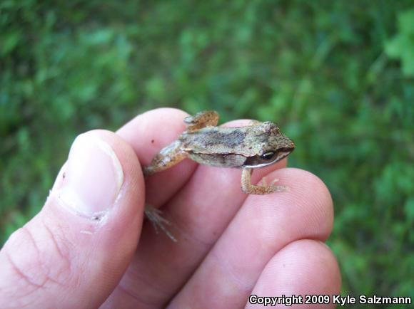 Wood Frog (Lithobates sylvaticus)