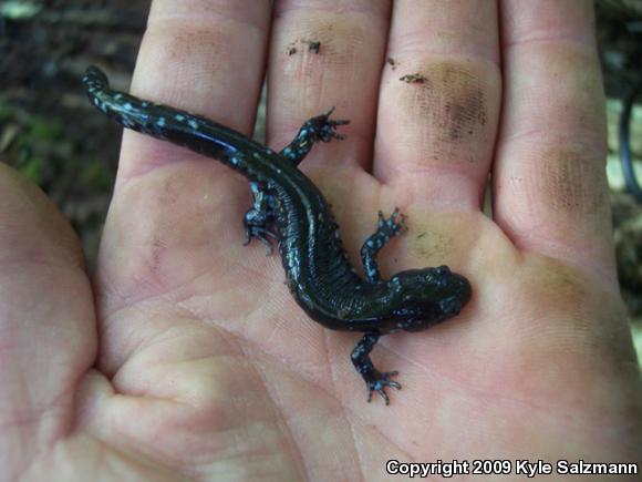 Blue-spotted Salamander (Ambystoma laterale)